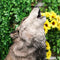 Large Wildlife Sitting Alpha Wolf Howling At The Moon Statue Decor 33.25" Tall