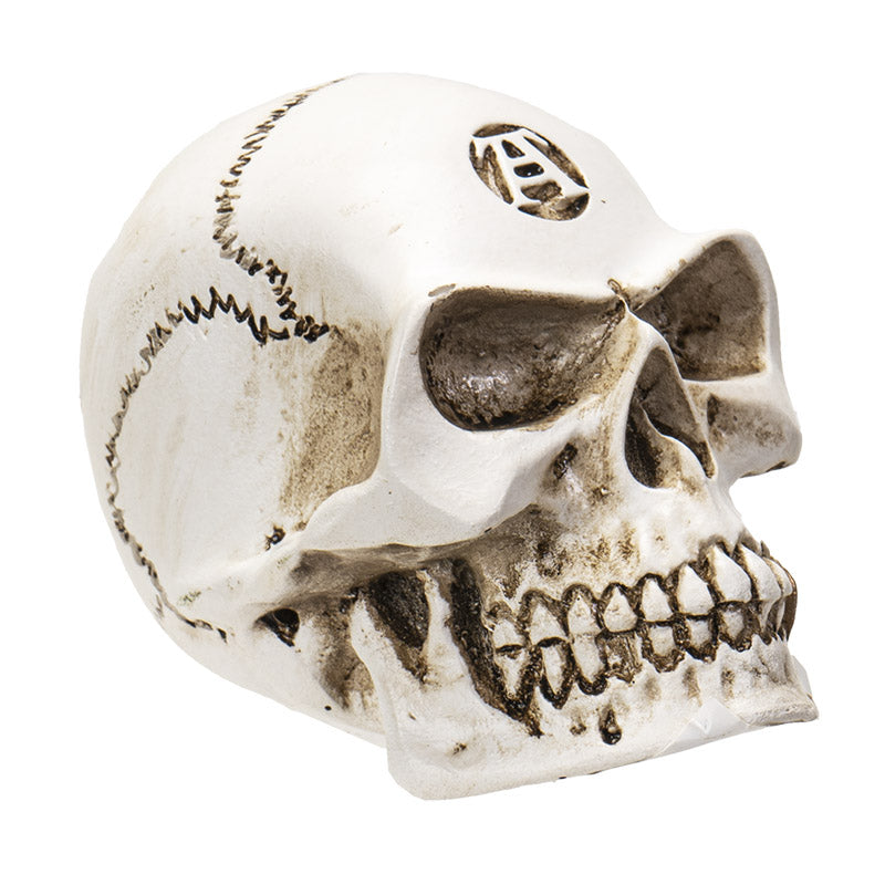 Vault Alchemist Bone Philosophus Magnus Skull Gear Shift Knob Or Paperweight
