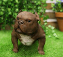 Ebros Animal World Realistic American Bully Dog Home Decor Resin Figurine 18"L