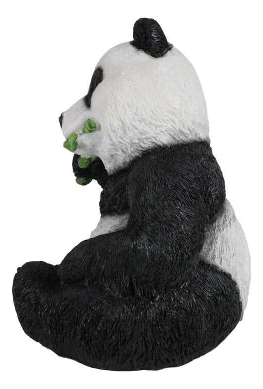 Ebros China Giant Panda Bear Eating Bamboo Statue 8.25" H with Glass Eyes