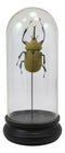 Entomology Elephant Beetle Faux Taxidermy Sculpture in Glass Dome Cloche Display
