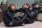 Jungle Rainforest Whimsical See Hear Speak No Evil Monkeys 3 Wise Apes Figurine