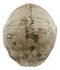 Ebros Large Ossuary Adult Homosapien Skull Decorative Figurine 8.5"L