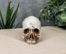 Small Half Jaw Homo Sapiens Skull Figurine Miniature Skull Cranium Sculpture