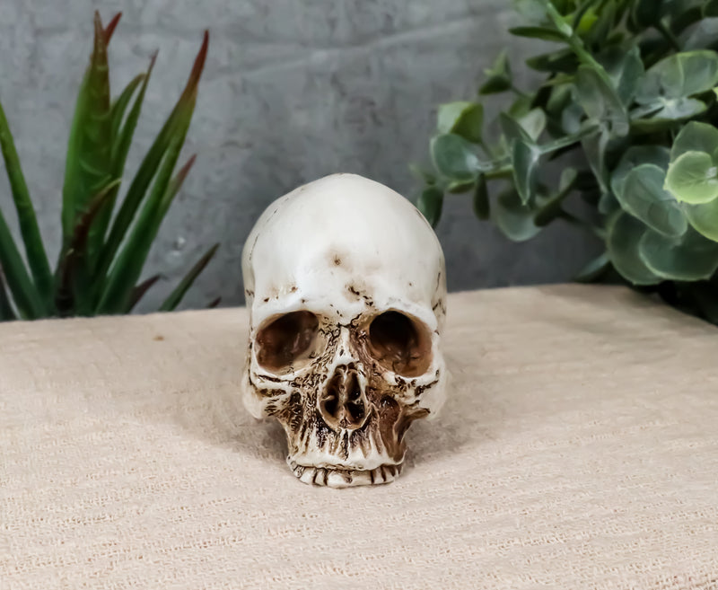Small Half Jaw Homo Sapiens Skull Figurine Miniature Skull Cranium Sculpture