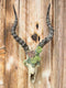 Ebros Western Aged Kudu Antelope Horned Skull Wall Decor With Painted Succulents