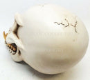 Ebros Large Dragon Demon Skull Skeleton Figurine 9.5" Long Novelty Halloween Decor