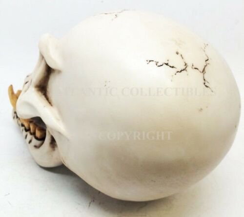 Ebros Large Dragon Demon Skull Skeleton Figurine 9.5" Long Novelty Halloween Decor