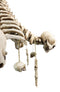 Ossuary Skulls Bones and Spines Pentagonal Ceiling Chandelier Light Lamp 20"H