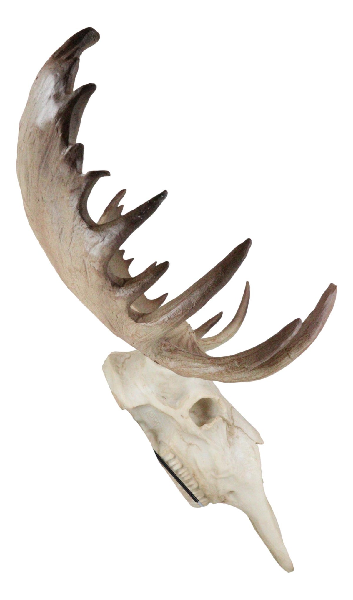 Czar North American Bull Moose Skull Wall Decor 22"Wide Wall Mount Plaque Art