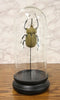 Entomology Elephant Beetle Faux Taxidermy Sculpture in Glass Dome Cloche Display