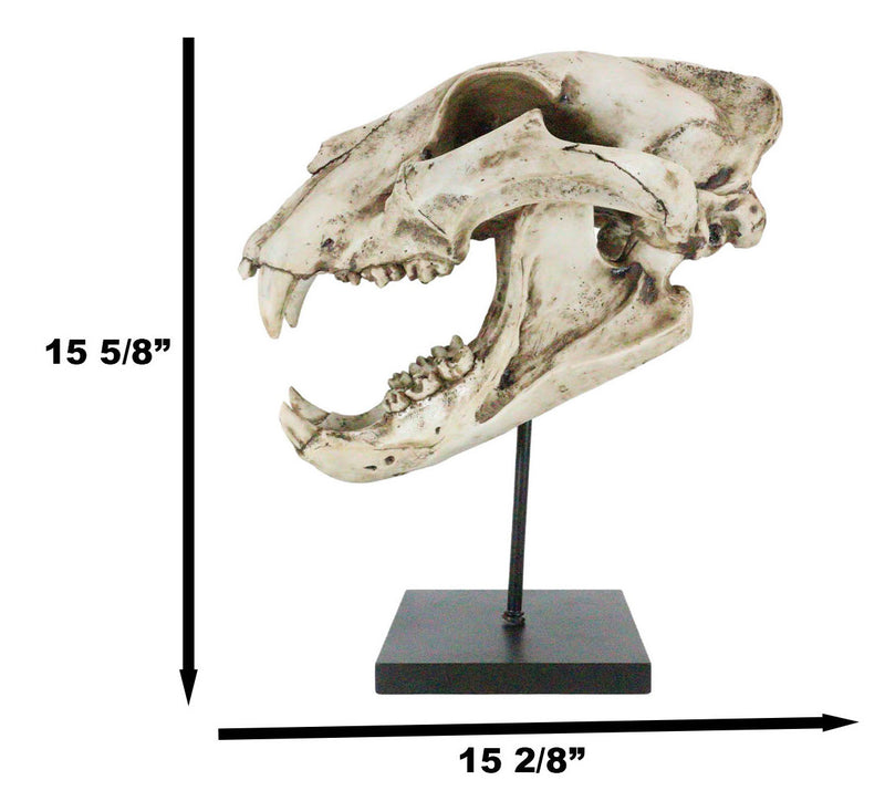 African Lion Fossil Skull Baring Jaws and Teeth Statue On Museum Pole Mount 14"H