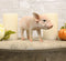 Adorable Realistic Animal Farm Babe Piglet Pig Statue 8"L Rustic Country Pigs
