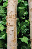 2" Thick Decorative Unfinished Wood Birch Poles Logs Branches 5 Ft Bundle Of 4