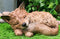 Ebros Realistic Faux Driftwood Finish Design Baby Fox Cub Sleeping Resin Statue 10" Long Crafty Animal Foxes Decor Figurine Rustic Outdoors Western Decorative Sculpture