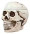 Ebros Large Ceramic Homosapien Jointed Human Skull Cookie Jar Figurine 9.25" L