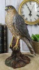 Realistic Hand Painted Eurasian Sparrowhawk Perching On Tree Stump Figurine