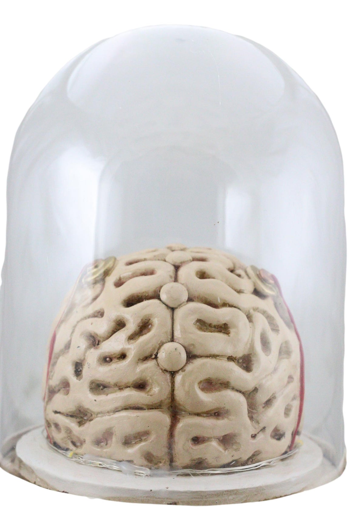 Steampunk Apothecary Gearwork Skull With Brains In LED Light Cloche Glass Dome