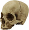 Ebros Realistic Homo Sapiens Jointed Human Half Jawless Skull Statue 7" Long