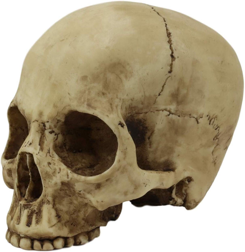 Ebros Realistic Homo Sapiens Jointed Human Half Jawless Skull Statue 7" Long
