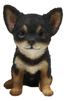 Ebros Chihuahua Dog Puppy Sitting Statue 6.25" High with Glass Eyes Figurine