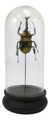 Entomology Rhino Beetle Faux Taxidermy Sculpture in Victorian Glass Dome Cloche