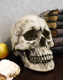 Ebros Large Ossuary Adult Homosapien Skull Decorative Figurine 8.5"L