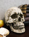 Ebros Large Ossuary Adult Homosapien Skull Decorative Figurine 8.5"L
