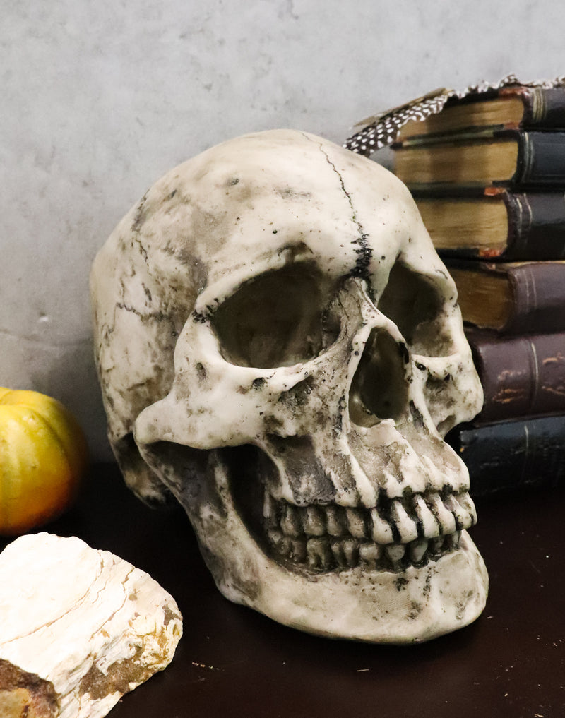 Ebros Large Ossuary Adult Homosapien Skull Decorative Figurine 8.5"L
