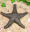 Ebros Cast Iron Sea Star Shell Starfish in Rustic Bronze Finish 7.75" Wide