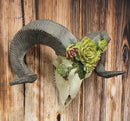 Ebros Western Aged Corsican Ram Sheep Horned Skull Wall Decor With Painted Succulents