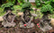 Wiccan Forest Spirit Deity See Hear Speak No Evil Greenman Tree Ents Statue Set