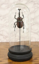 Entomology Rhino Beetle Faux Taxidermy Sculpture in Victorian Glass Dome Cloche