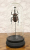 Entomology Rhino Beetle Faux Taxidermy Sculpture in Victorian Glass Dome Cloche