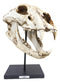 African Lion Fossil Skull Baring Jaws and Teeth Statue On Museum Pole Mount 14"H