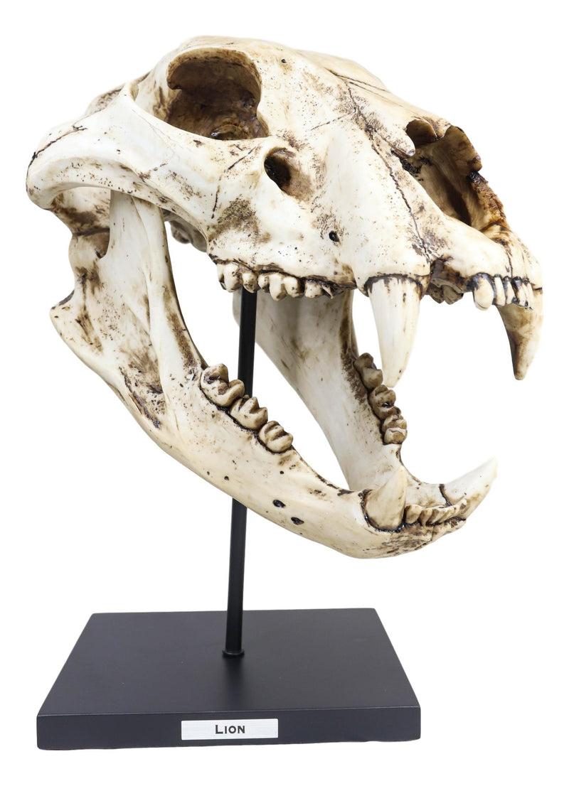 African Lion Fossil Skull Baring Jaws and Teeth Statue On Museum Pole Mount 14"H