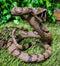 Lifelike Diamondback Rattlesnake Statue 6"H Realistic Snake Taxidermy Figurine