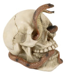 Ebros Cranium Skeleton Cobra Snake Habitat Skull Statue Figurine 4.25"H