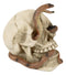 Ebros Cranium Skeleton Cobra Snake Habitat Skull Statue Figurine 4.25"H