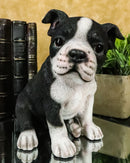 Realistic Miniature Boston Terrier Puppy Statue 6.25"Tall Animal Dog Collectible