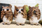 Ebros See Hear Speak No Evil Wise Owls Decor Set Wisdom Of The Woods Owl Hoot