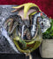 Ebros Drunken White Wine Spirit Dragon Statue Medieval Renaissance Fantasy Decor