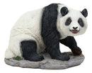Ebros Lifelike Adorable China Asian Giant Panda Bear Statue 8"L With Glass Eyes Decor