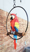 Ebros Hanging Scarlet Macaw Parrot Perching on Branch in Metal Round Ring Figurine 13.5" H
