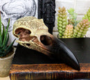 Ebros Pentagram Omega Alchemy Raven Crow Skull Figurine with Carved Rune Symbols