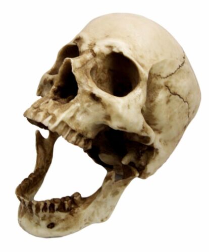 Anatomical Homosapien Jointed Skull With Removable Jaw Figurine Bone Science 7"L