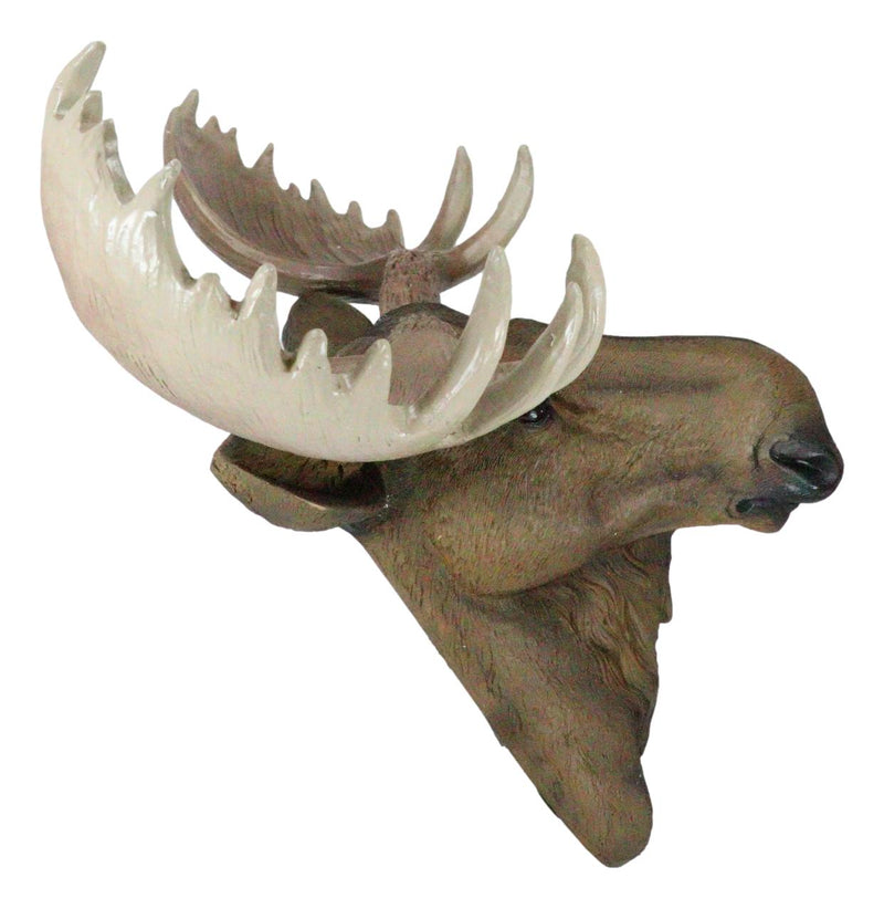 North American Granddaddy Bull Moose with Antlers Trophy Head Wall Decor 15"L