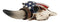 Western Rustic Patriotic USA Flag Steer Bull Cow Skull Decorative Trinket Box