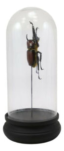 Entomology Rhino Beetle Faux Taxidermy Sculpture in Victorian Glass Dome Cloche