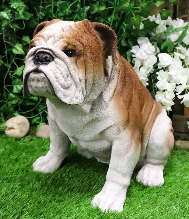 Lifelike Realistic English Bulldog Statue 14.5"Tall Fine Pedigree Dog Breed